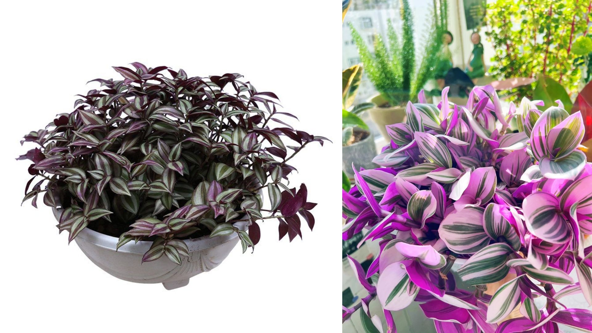 Cách trồng và chăm sóc cây Thài Lài Tía